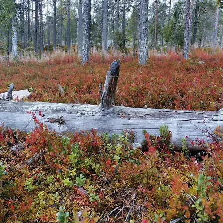 Levi Secret Igloo Ruska *