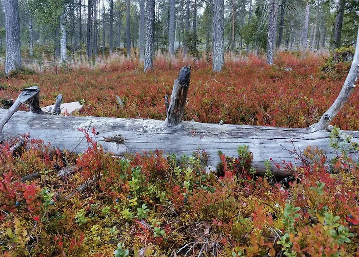 Levi Secret Igloo Ruska *