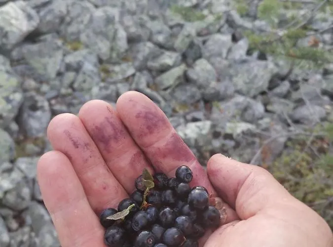 Levi Secret Igloo Ruska Lomamökit *